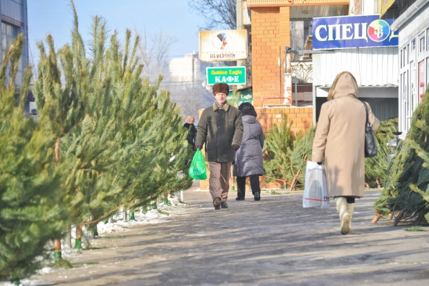 В Волгограде открываются елочные базары В Волгограде открываются елочные базары