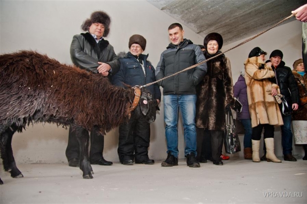 сюрприз от застройщика в год козы сюрприз от застройщика в год козы