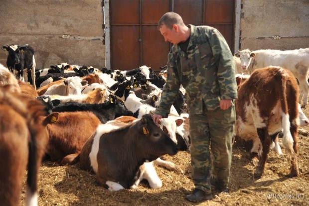 В регионе становится больше желающих заняться выращиванием крупно-рогатого скота В регионе становится больше желающих заняться выращиванием крупно-рогатого скота