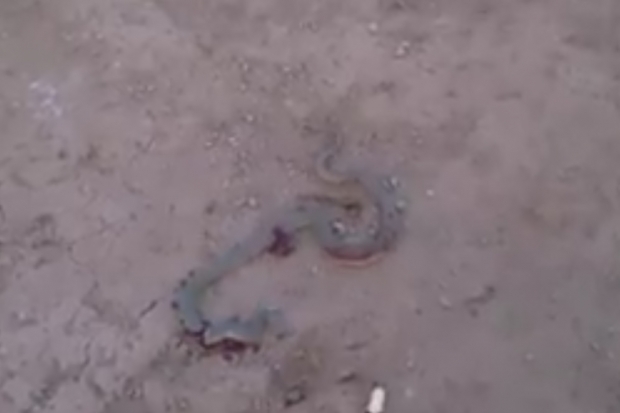 Жестокое убийство змеи лопатой попало на видео в Волгограде Жестокое убийство змеи лопатой попало на видео в Волгограде