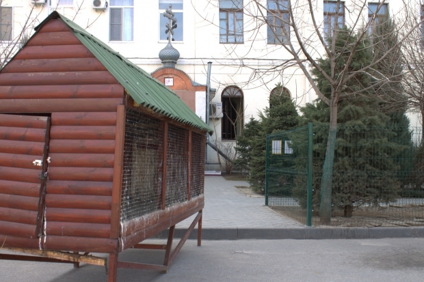 Волгоградские орнитологи спасли коршуна, раненного на трассе Волгоградские орнитологи спасли коршуна, раненного на трассе
