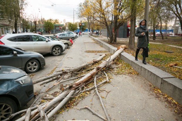 В Волгограде дорожники убирают упавшие во время урагана деревья В Волгограде дорожники убирают упавшие во время урагана деревья