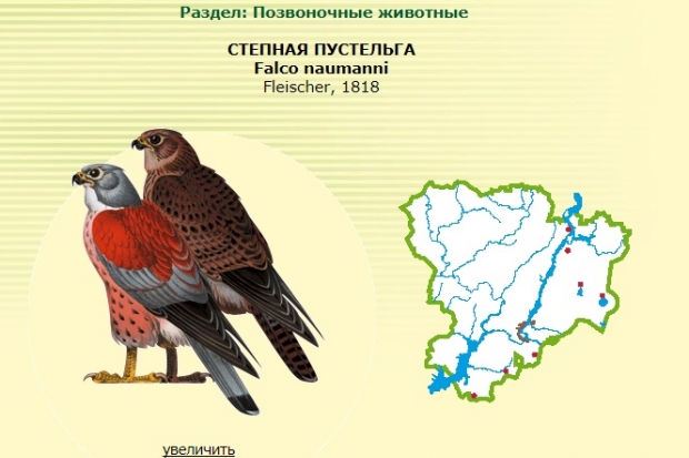 В Волгограде закрыли сайт, на котором продавали птицу из Красной книги В Волгограде закрыли сайт, на котором продавали птицу из Красной книги