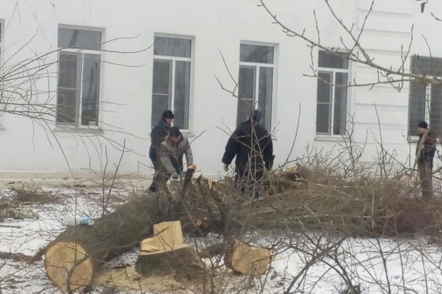 Упавшее дерево разбило 2 окна в школе под Волгоградом Упавшее дерево разбило 2 окна в школе под Волгоградом