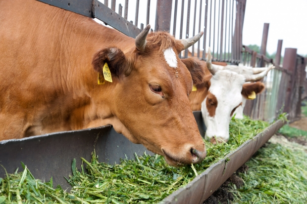 Волгоградцам напомнили о профилактике передающихся от животных инфекций