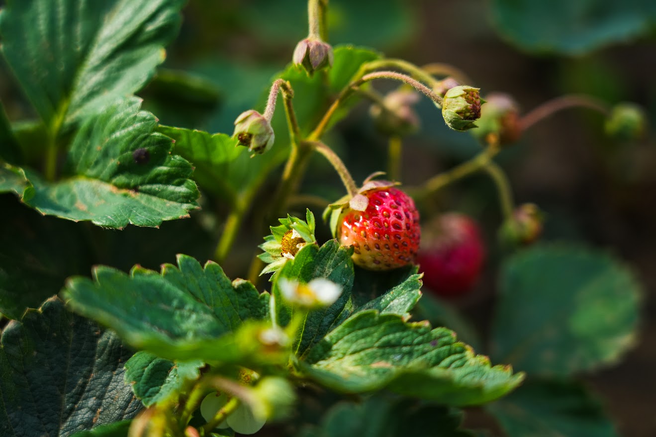 В Волгоградской области в ноябре цветут растения и плодоносит клубника