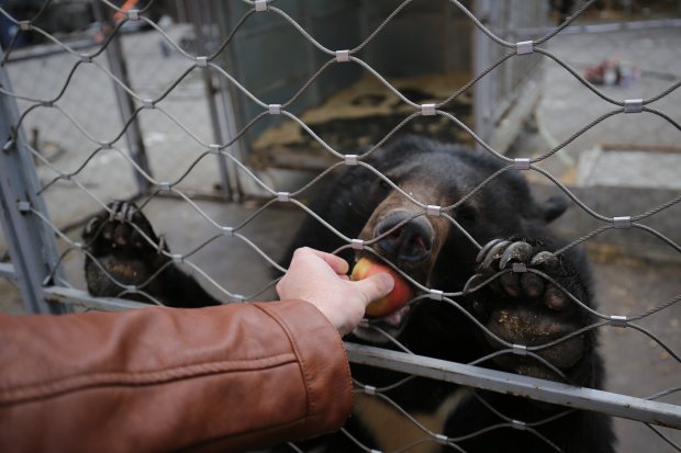 звери волгоград 2024. цирк аливрувер волгоград. группа звери 2023. бу г. звери волгоград 2024.