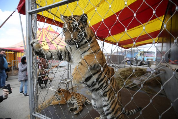 группа звери рабочий стол. волгоградские полицейские спасли львенка. горотлов волгоград отлов собак. хвостатый дом приют для животных волгоград. звери волгоград 2024.