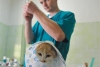 Паспорта для кошек