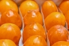 Волгоградцы узнали, как вырастить вкусный заменитель восточной хурмы