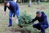 Волгоградские депутаты посадили голубые ели в горсаду