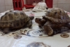 Ради эффектного фотоснимка волгоградка не пощадила черепаху