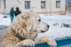 Зоозащитники из Волгограда сами шьют теплую одежду для собак и кошек