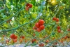  Волгоградские томаты вытесняют с прилавков турецкие
