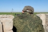 Волгоградская правда