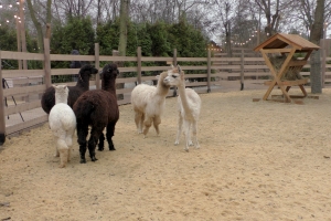 Волгоградская правда