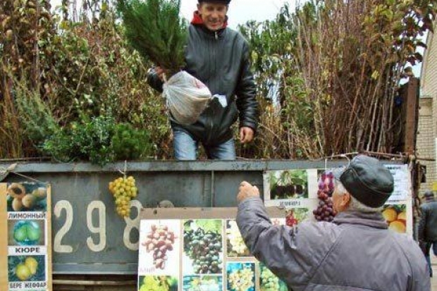 ПОРА ВЫБИРАТЬ САЖЕНЦЫ ПОРА ВЫБИРАТЬ САЖЕНЦЫ