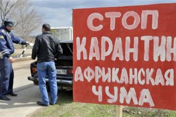 Не надо бояться свиней Не надо бояться свиней