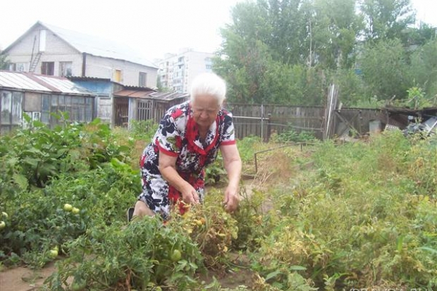 Откуда взялся помидорный мор Откуда взялся помидорный мор