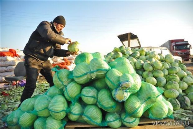 Свекла с хвостиком и капуста без скрипа Свекла с хвостиком и капуста без скрипа