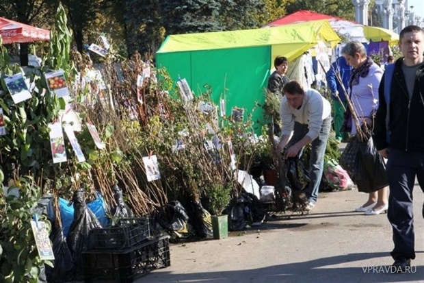Большинство из нас предпочитают покупать саженцы на рынках Большинство из нас предпочитают покупать саженцы на рынках