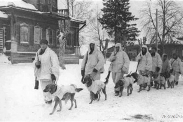 1942 год, собаки, обученные истреблению танков, и их поводыри