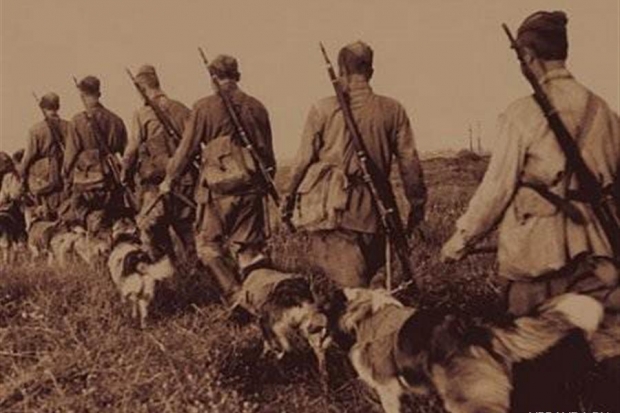 Подразделения с собаками – истребителями танков – просуществовали в Красной Армии до октября 1943 года