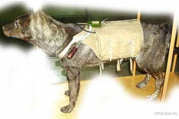 Собака-подрывник в боевой экипировке