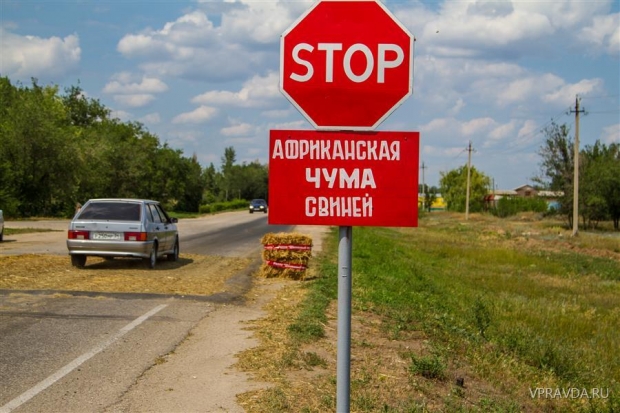 За истекший период текущего года в было выявлено два очага АЧС – на территории Гусевского сельского поселения Ольховского района и Кондрашевского сельского поселения Иловлинского района За истекший период текущего года в было выявлено два очага АЧС – на территории Гусевского сельского поселения Ольховского района и Кондрашевского сельского поселения Иловлинского района