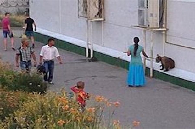 В Волгограде пользователи соцсетей обсуждают прогулку женщины с медвежонком В Волгограде пользователи соцсетей обсуждают прогулку женщины с медвежонком