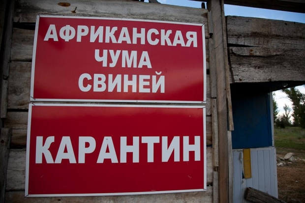 В Руднянском районе ликвидируется вспышка АЧС В Руднянском районе ликвидируется вспышка АЧС