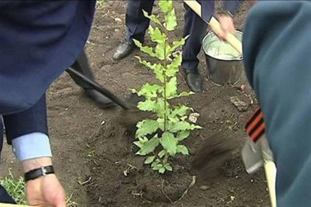 Легендарный Сталинградский тополь высадят в 17 российских регионах Легендарный Сталинградский тополь высадят в 17 российских регионах