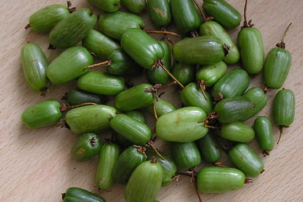 Фото: greeninfo.ru Фото: greeninfo.ru