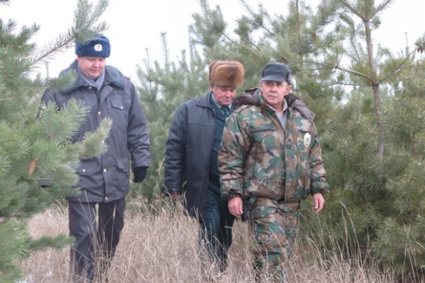 Перед Новым годом в Волгоградской области усилят охрану хвойных лесов