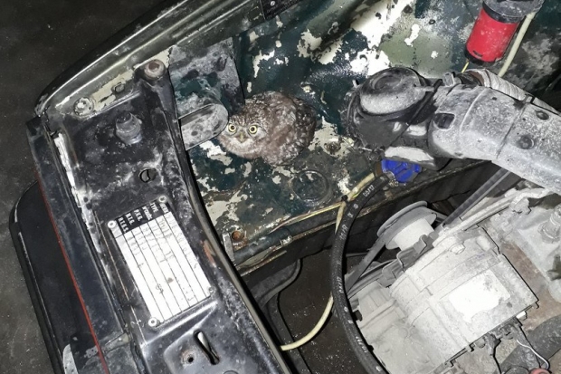 Замерзшего совенка нашла волгоградка под капотом Volkswagen Замерзшего совенка нашла волгоградка под капотом Volkswagen
