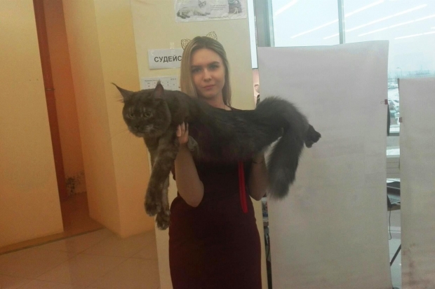 Волгоградцам показали пятьдесят самых красивых котов Волгоградцам показали пятьдесят самых красивых котов