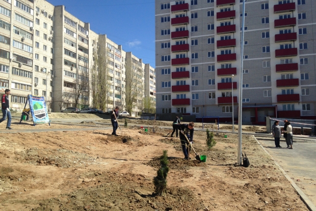 Весной в Волгограде и области высадят 60 тысяч саженцев деревьев Весной в Волгограде и области высадят 60 тысяч саженцев деревьев