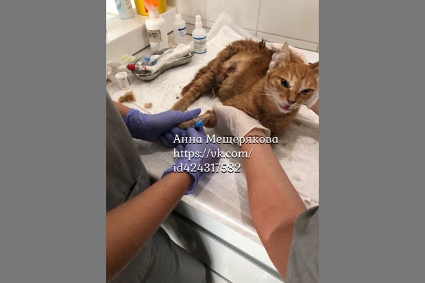 Волгоград SOS: беременную кошку растерзали собаки Волгоград SOS: беременную кошку растерзали собаки
