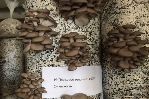 Как разбогатеть, выращивая грибы на балконе в Волгограде Как разбогатеть, выращивая грибы на балконе в Волгограде