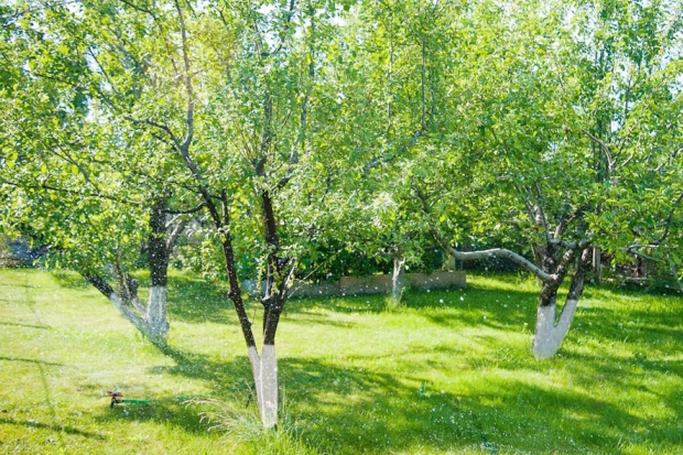 Волгоградцы узнали от биолога, зачем осенью нужно белить деревья Волгоградцы узнали от биолога, зачем осенью нужно белить деревья