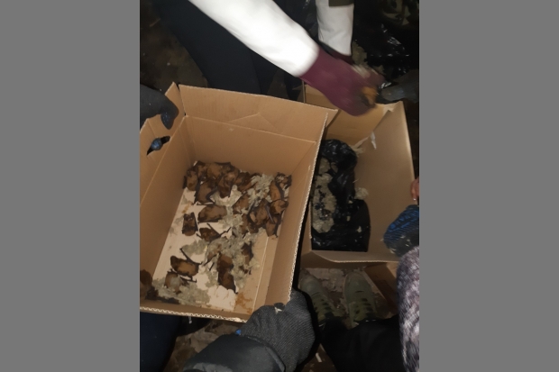 Волгоградка выкинула в мусорный бак более 150 живых летучих мышей Волгоградка выкинула в мусорный бак более 150 живых летучих мышей