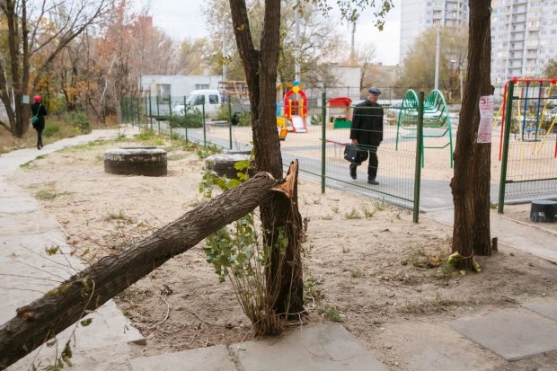 В Ворошиловском районе Волгограда на дорогу рухнуло дерево В Ворошиловском районе Волгограда на дорогу рухнуло дерево