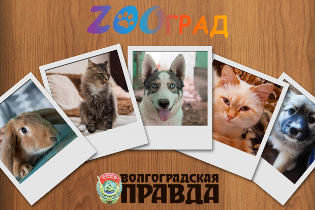 В Волгограде стартует фотоконкурс «ZOOград» В Волгограде стартует фотоконкурс «ZOOград»