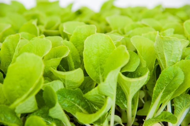 Пять полезных продуктов для долголетия и здоровья мозга назвали ученые Пять полезных продуктов для долголетия и здоровья мозга назвали ученые