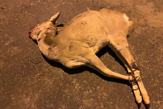 В Волгоградской области задержали браконьера, убившего косулю 