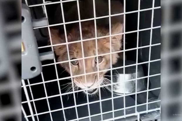 В Волгоградскую область нелегально ввезли львенка и обезьяну В Волгоградскую область нелегально ввезли львенка и обезьяну