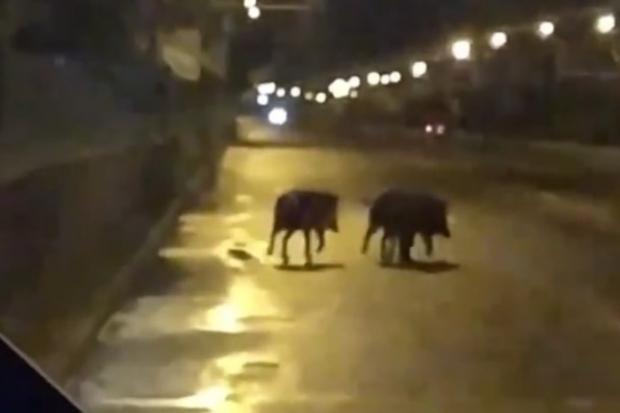 В Волгограде на Центральной набережной замечены дикие кабаны В Волгограде на Центральной набережной замечены дикие кабаны