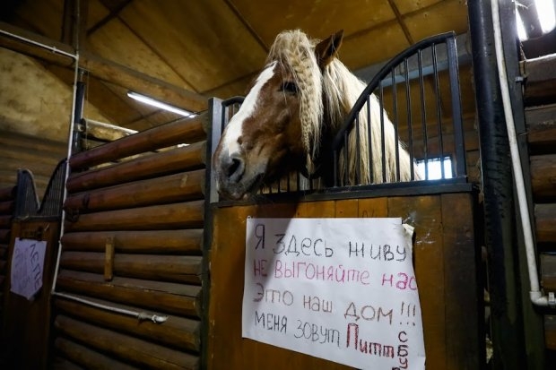 Общественная палата Волгограда вступилась за животных «Соснового бора» Общественная палата Волгограда вступилась за животных «Соснового бора»