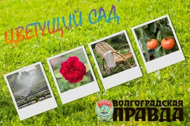 До окончания приема фото на конкурс «Цветущий сад» осталось 5 дней До окончания приема фото на конкурс «Цветущий сад» осталось 5 дней