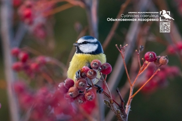 В Волгограде откроется выставка фотографа-анималиста